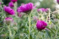 Symphyotrichum novi-belgii New York aster ornamental autumn plant in bloom