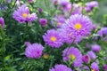 Symphyotrichum novi-belgii New York aster ornamental autumn plant in bloom