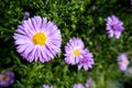 Symphyotrichum novi-belgii (New York aster) pink flower in garden