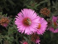 Symphyotrichum novi-belgii or virginia aster and bee Royalty Free Stock Photo