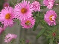 Symphyotrichum novi-belgii or virginia aster and bee Royalty Free Stock Photo