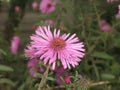 Symphyotrichum novi-belgii or virginia aster Royalty Free Stock Photo