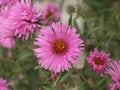 Symphyotrichum novi-belgii or virginia aster Royalty Free Stock Photo