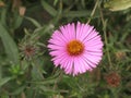 Symphyotrichum novi-belgii or virginia aster Royalty Free Stock Photo