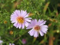 Symphyotrichum novi-belgii or virginia aster Royalty Free Stock Photo