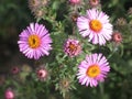 Symphyotrichum novi-belgii or virginia aster Royalty Free Stock Photo