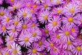 Symphyotrichum pink close-up. Beautiful bright purple autumn flowers bloomed in the garden Royalty Free Stock Photo