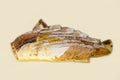 The symphysis tooth of the eugeneodont protopirata Latin Protopirata Trautschold is isolated on a white background.