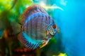 Symphysodon blue turquoise discus fish in an plant aquarium closeup