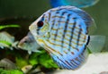Discus fish in aquarium Royalty Free Stock Photo