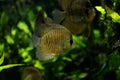 Group of Discus fish in a freshwater fish tank Royalty Free Stock Photo