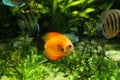 Orange Discus fish in a freshwater fish tank Royalty Free Stock Photo
