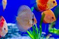 Symphysodon, colloquially known as discus, is a genus of cichlids native to the Amazon river basin in South America Royalty Free Stock Photo