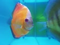 Orange melon discus fish in aquarium, special kind of Discus with orange color body and some white patches near gills