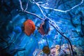 Symphysodon discus in an aquarium on a blue background