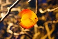 Symphysodon discus aquarium fish Royalty Free Stock Photo
