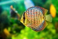 Symphysodon discus in an aquarium on a green background