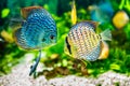 Symphysodon discus Royalty Free Stock Photo