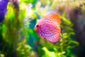 Symphysodon discus Royalty Free Stock Photo