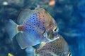 Symphysodon or discus, Blue fish in an aquarium