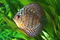 Symphysodon discus fish Royalty Free Stock Photo