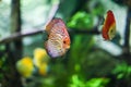 Symphysodon discus funny colorful fish in an aquarium on a green background Royalty Free Stock Photo