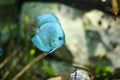 Symphysodon discus funny colorful fish in an aquarium on a green background Royalty Free Stock Photo