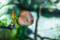 Symphysodon discus funny colorful fish in an aquarium on a green background Royalty Free Stock Photo