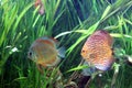 Symphysodon discus Royalty Free Stock Photo