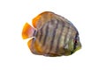Symphysodon, known as discus, is a genus of cichlids native to the Amazon river basin in South America Royalty Free Stock Photo