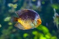 Symphysodon, known as discus, is a genus of cichlids native to the Amazon river basin in South America Royalty Free Stock Photo