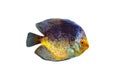 Symphysodon, known as discus, is a genus of cichlids native to the Amazon river basin in South America Royalty Free Stock Photo