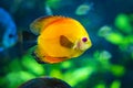 Symphysodon, known as discus, is a genus of cichlids native to the Amazon river basin in South America Royalty Free Stock Photo