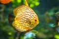 Symphysodon, known as discus, is a genus of cichlids native to the Amazon river basin in South America