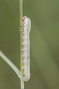 Symphyta species larva Sawfly perched on a twig looking caterpillar on unfocused green background