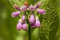 Symphytum officinale Royalty Free Stock Photo