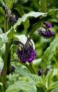 Symphytum officinale, Boraginaceae