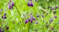 Symphytum Officinale flowering herb Royalty Free Stock Photo