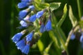 Symphytum officinale, medicinal plant common plant in roadsides and ditches 40 to 100 cm high, flowers from May to August