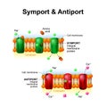 Symport and antiport. cell membrane transport systems