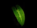 Syngonium wendlandii leaf in black background, black velvet syngonium, isolated leaf