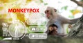 Symptom monkeypox cell with wild monkey animal MPXV virus