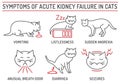 Symptoms of acute kidney failure in cats. Veterinarian icons collection.