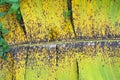 Symptoms of black leaf streak on a banana leaf Royalty Free Stock Photo