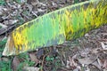 Symptoms of black leaf streak on a banana leaf Royalty Free Stock Photo