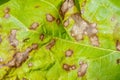 Cercospora leaf spot