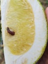 Symptoms of Citrus fruit Borer