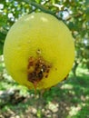 Symptoms of Citrus fruit Borer