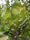 Citrus Scale insect and their enemy fungi in Viet Nam