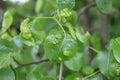 Symptoms of disease or pest infection on pear leaves in an orchard